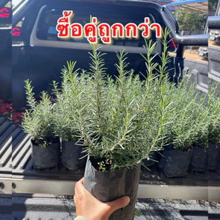 โรสแมรี่ (แพคคู่ = 2 ถุง) สมุนไพรฝรั่งขนาดถุง 4 × 8 นิ้ว สายพันธุ์คอมมอนทรงพุ่ม