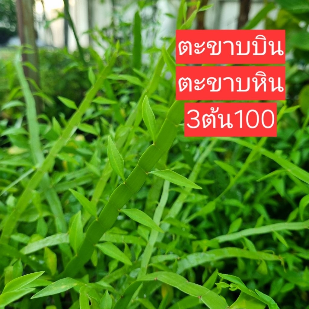 ตะขาบหิน(ตะขาบบิน) 3ต้น100