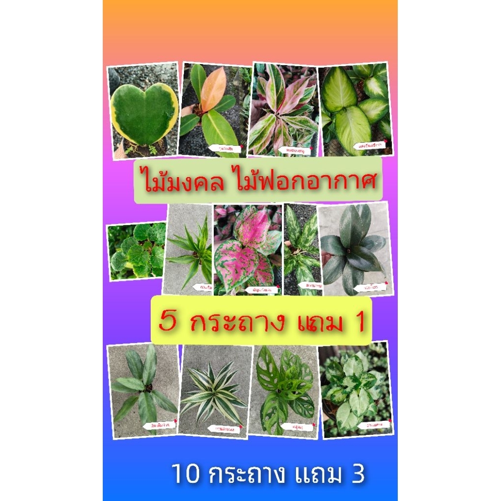 🌿💚ไม้มงคล ไม้ฟอกอากาศ ไม้จิ๋ว ❤️🌿 กระถาง3 นิ้ว 5แถม1♥️10แถม3