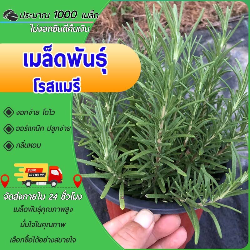 1000 เมล็ด เมล็ดพันธุ์โรสแมรี (Rosemary)  เมล็ดพันธุ์ออร์แกนิค งอกง่าย โตไว