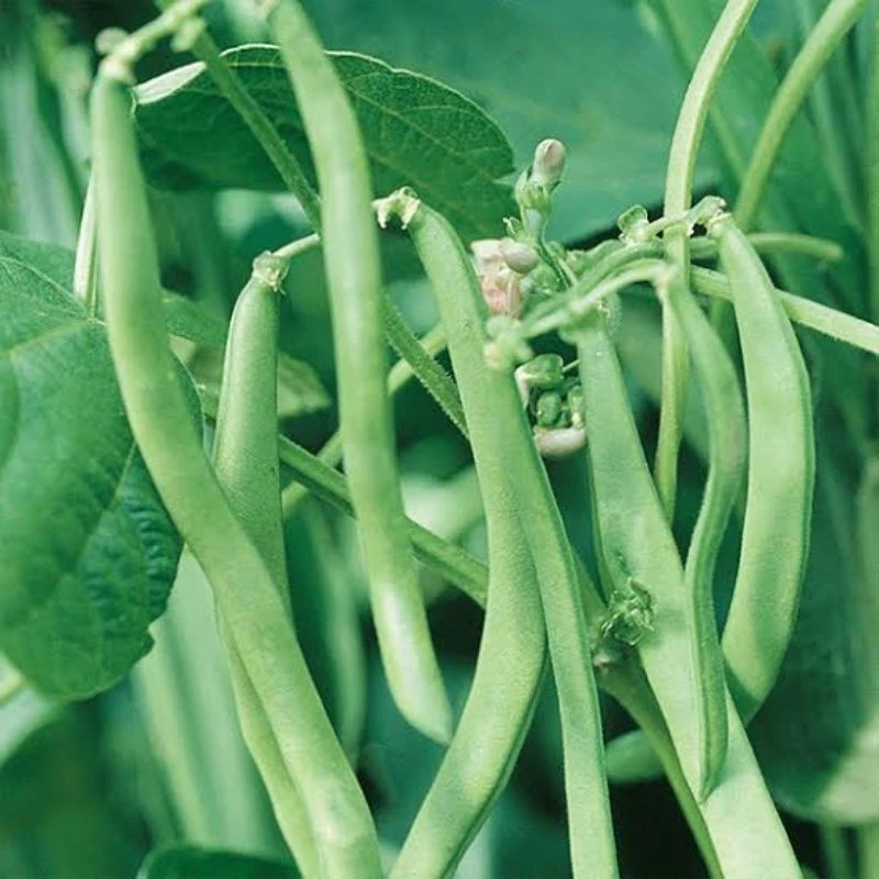 อัตรางอกสูง! เมล็ดพันธุ์ ถั่วแขก สีเขียวFrench Bean Seeds บรรจุ 10 เมล็ดผักที่ใช้ในการปลูก ผักออร์แกนิก คุณภาพดีง่าย ๆ