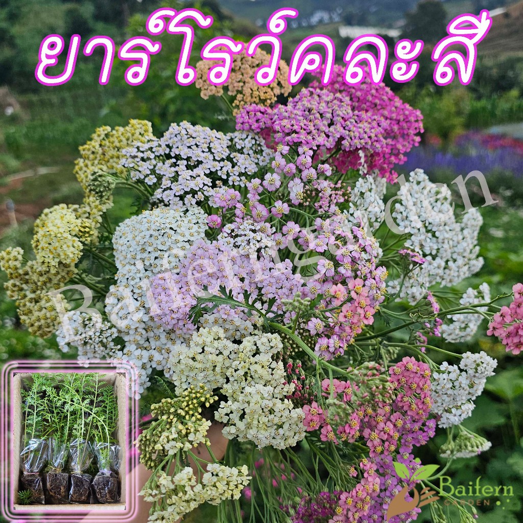 ต้นกล้าดอกยาร์โรว์คละสี (Yarrow)  ดอกไม้กินได้ สวยงาม เลี้ยงง่าย