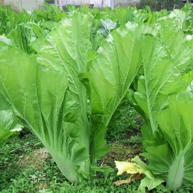 Mustard Seeds 300 เมล็ด ชุนฉ่าย ผักกาดเขียว ผักโขมจีน chinese mustard seeds