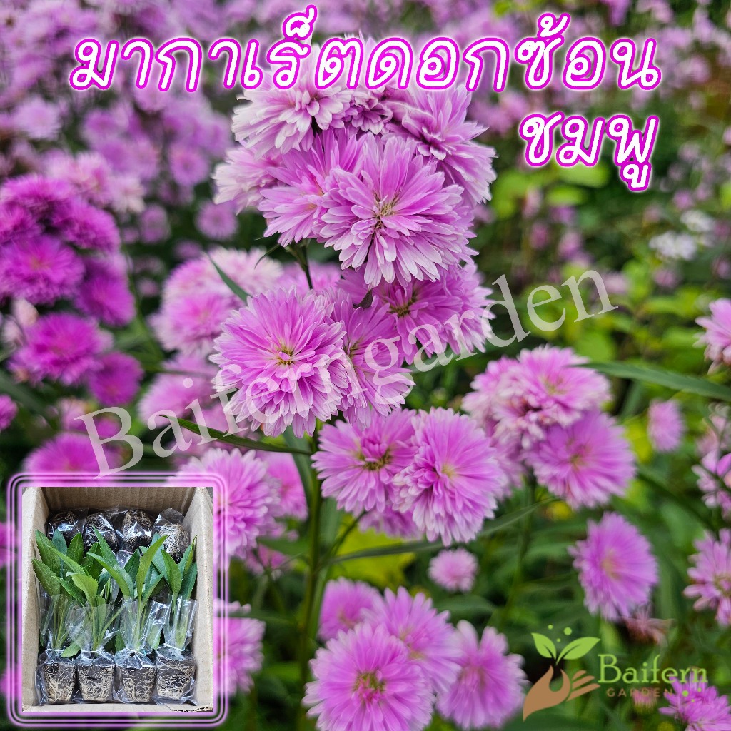 ต้นกล้าดอกมากาเร็ตไทยดอกซ้อนสีชมพู ดอกไม้กินได้ รากเยอะพร้อมปลูก