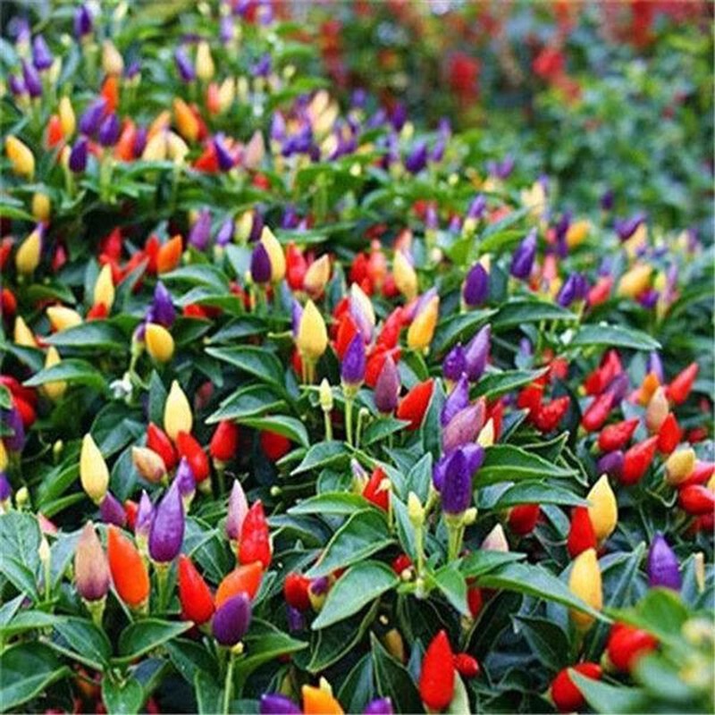 100เมล็ด พริกสีรุ้ง เมล็ดพันธุ์พริก7สี เมล็ดพริกสีรุ้ง High Yield Rainbow Chili Pepper Seeds Ornamental Hot Pepper Seeds