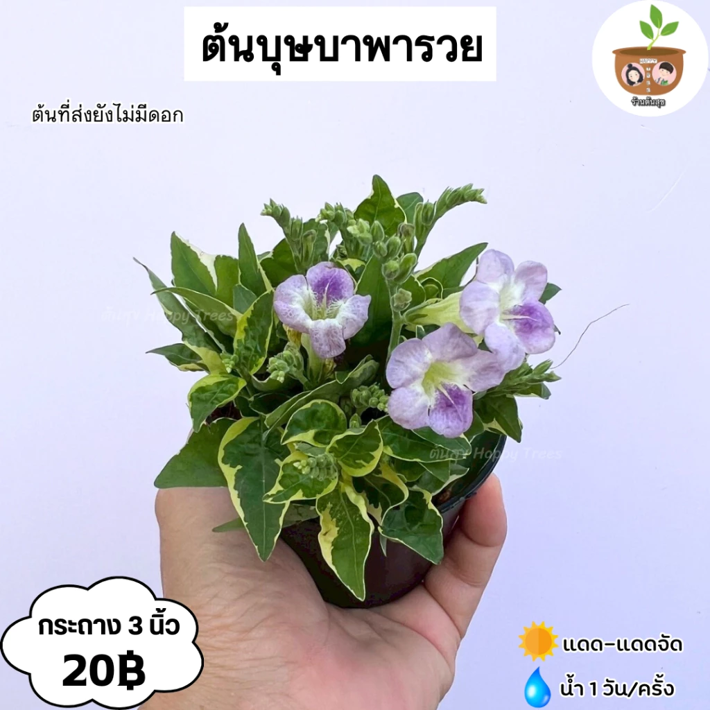 ต้นบุษบาพารวย จัดส่ง 2 ขึ้นไป คละแบบได้ ต้นไม้มงคลจิ๋ว