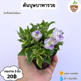 ต้นบุษบาพารวย จัดส่ง 2 ขึ้นไป คละแบบได้ ต้นไม้มงคลจิ๋ว