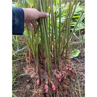 ข่าแดง 1 กิโล 35 บาท ต้นพันธุ์ข่าแดงพร้อมปลูก(ใส่แกงได้)
