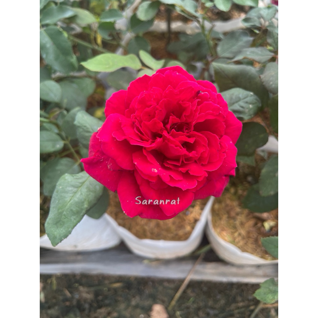 กุหลาบเรด ซูวีเนีย (Red Souvenir) เป็นกุหลาบสีแดงที่มีดอกซ้อนฟู เลี้ยงง่าย มีกลิ่นหอม