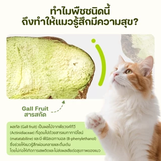 Petcho (WinkyWink) สเปรย์หญ้าแมว สำหรับแมว ส่วนผสมจากธรรมชาติ ลดความเครียดแมว เพิ่มการมีปฏิสัมพันธ์ เติมน้ำ