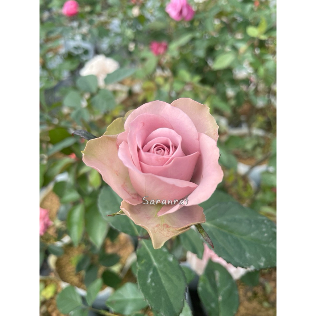 กุหลาบซิลเวอร์ เพลท (Silver Plate Rose) สีชมพูอมเทาพาสเทล เป็นดอกขนาดใหญ่ ก้านยาว และมีกลิ่นหอม