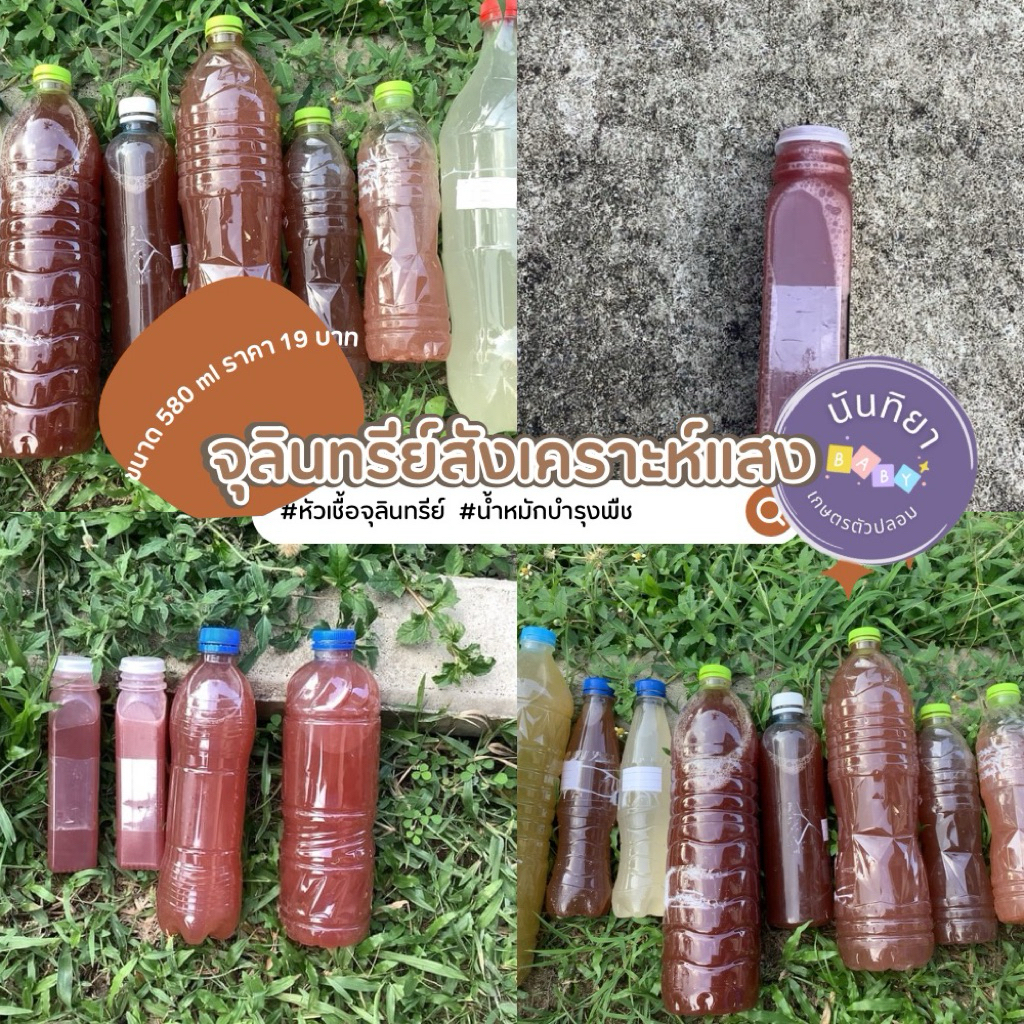 จุลินทรีย์(แบคทีเรีย)สังเคราะห์แสงสีม่วง PSB