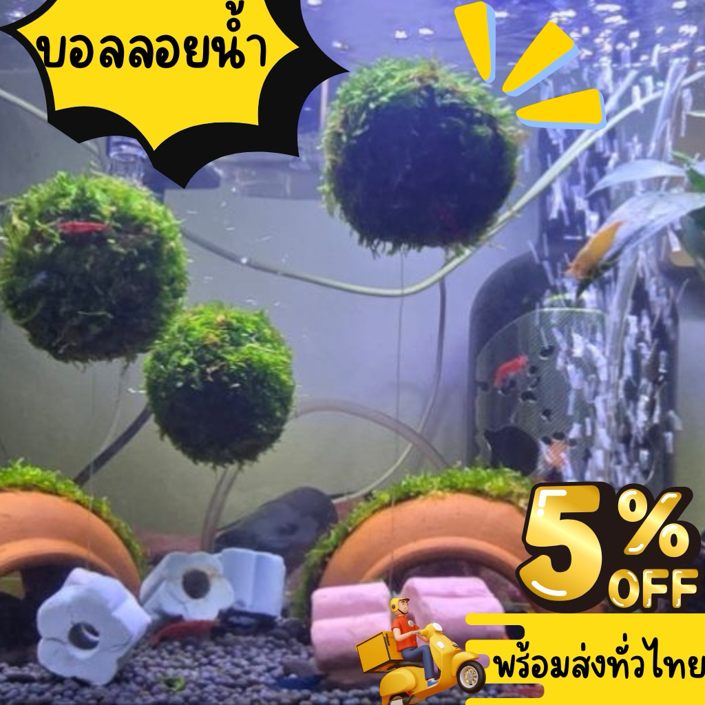 บอลลอยน้ำ ( ) แต่งตู้ปา