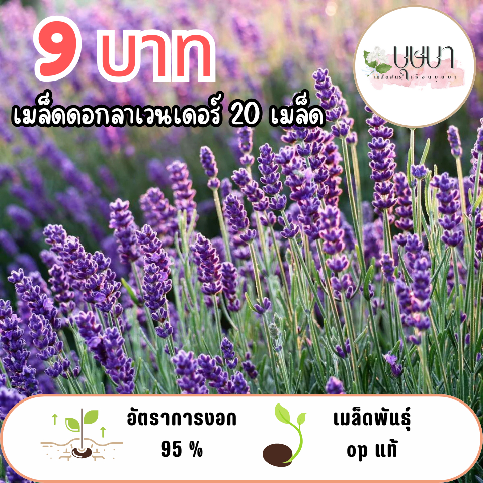 เมล็ดดอกลาเวนเดอร์  9 บาท