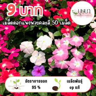 เมล็ดดอกแพงพวยคละสี  9บาท