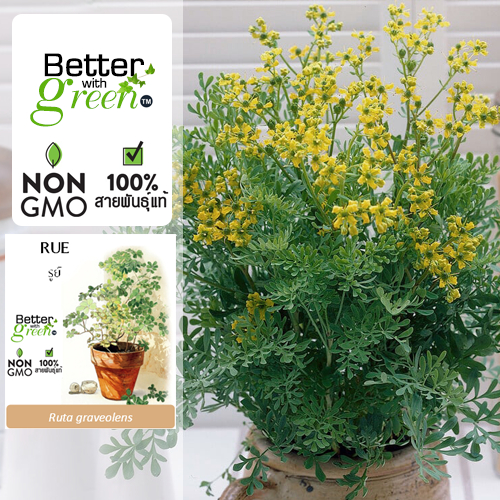 เมล็ดพันธุ์ รูย์ 100 เมล็ด (RUE) นำเข้า การันตีสายพันธุ์