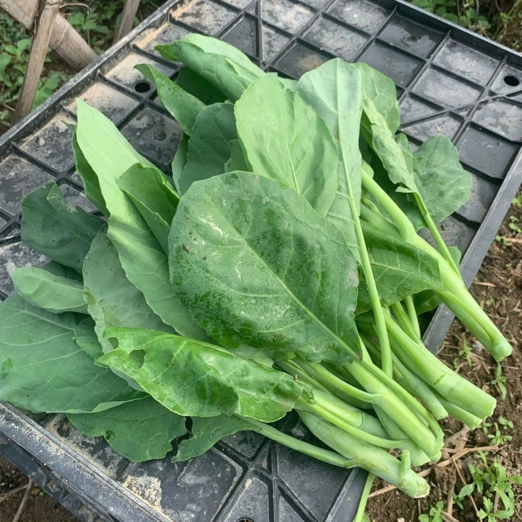 ปลูกง่าย ปลูกได้ทั่วไทย (300เมล็ด/ซอง) เมล็ดพันธุ์คะน้า High Yield Chinese Kale Seeds ผักออร์แกนิก เมล็ดพันธุ์ผัก เมล็ดพ