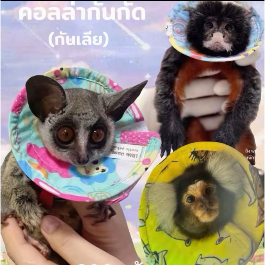 คอลล่ากันกัดลิง ปลอกคอกันกัดลิง คอลล่าบุชเบบี้ มาโมเสท ลิง พร้อมส่ง