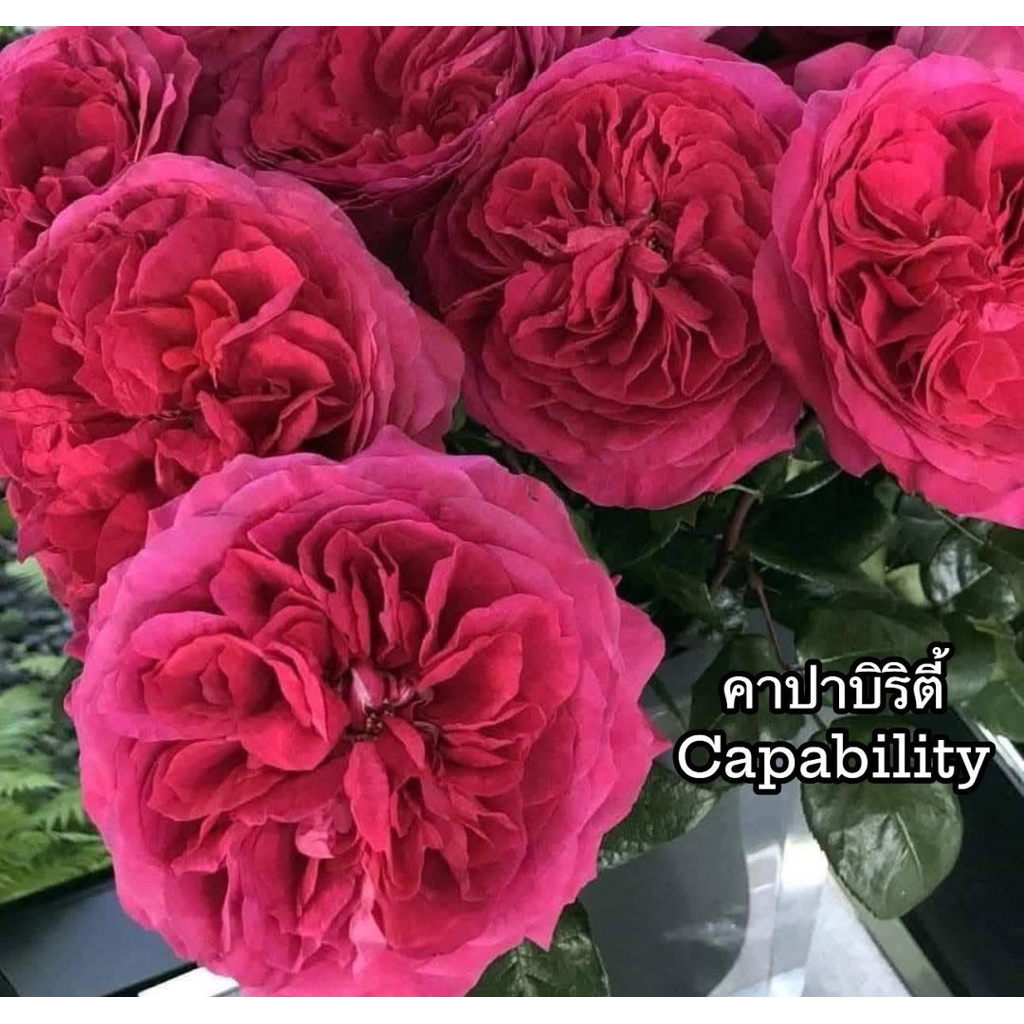คาปาบิริตี้ ”Capability“  สีชมพูเข้มอมแดง กลิ่นหอมมาก ดอกใหญ่บานทน ดอกดกรอบดอกไว เลี้ยงง่าย