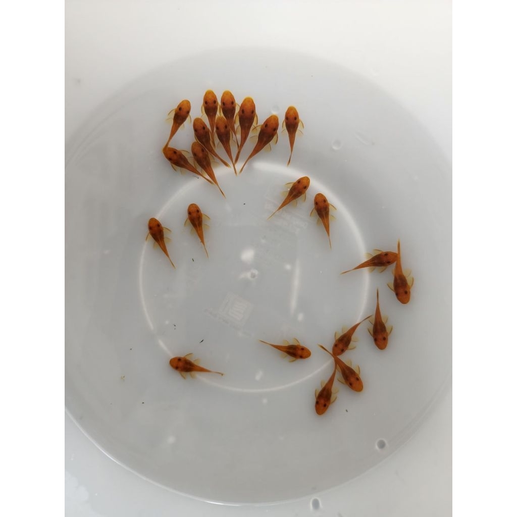 [จัดส่ง2-3วัน]อาหารปลาซัคเกอร์L144Super red1นิ้ว