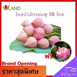 Uland ไหลบัวฉัตรชมพู 10 ไหล แถม 1 ไหล ไหลบัว บัวฉัตรชมพู หลด…