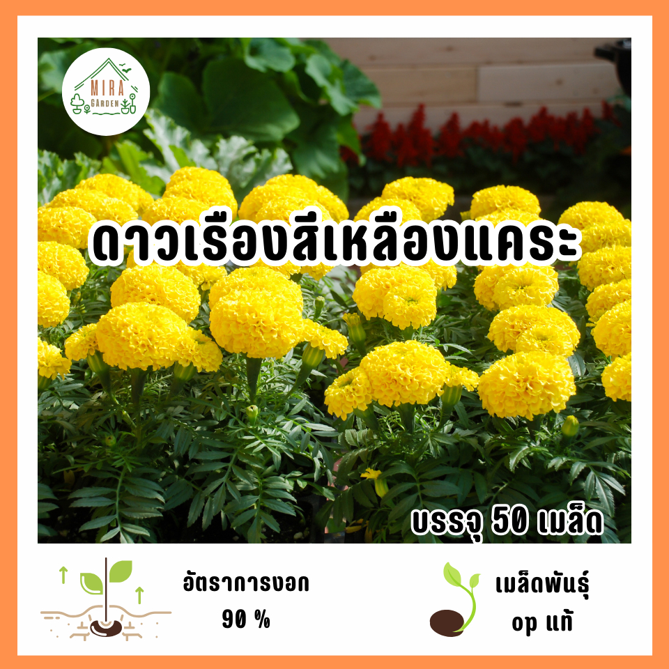 เมล็ดพันธุ์ดอกดาวเรืองสีเหลืองแคระ 50 เมล็ด