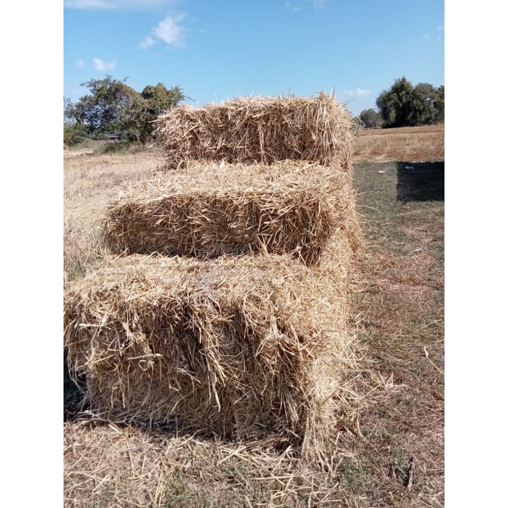 5กิโลฟางข้าวใหม่พ.ย-ธ.ค.68อาหารสัตว์ ปลูกเห็ดฟาง สานไพฟางข้าว - รูปที่ 5