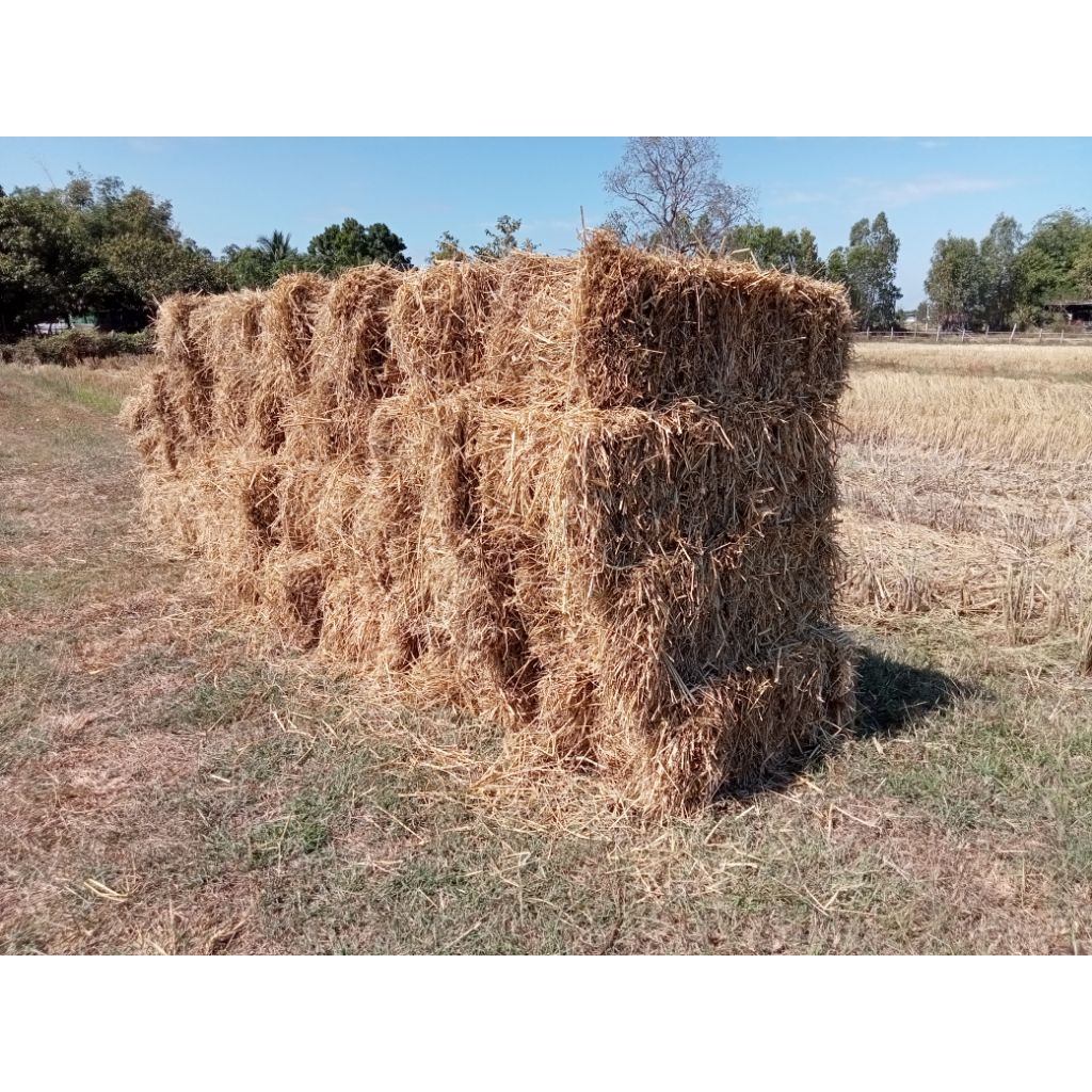 5กิโลฟางข้าวใหม่พ.ย-ธ.ค.68อาหารสัตว์ ปลูกเห็ดฟาง สานไพฟางข้าว - รูปที่ 4