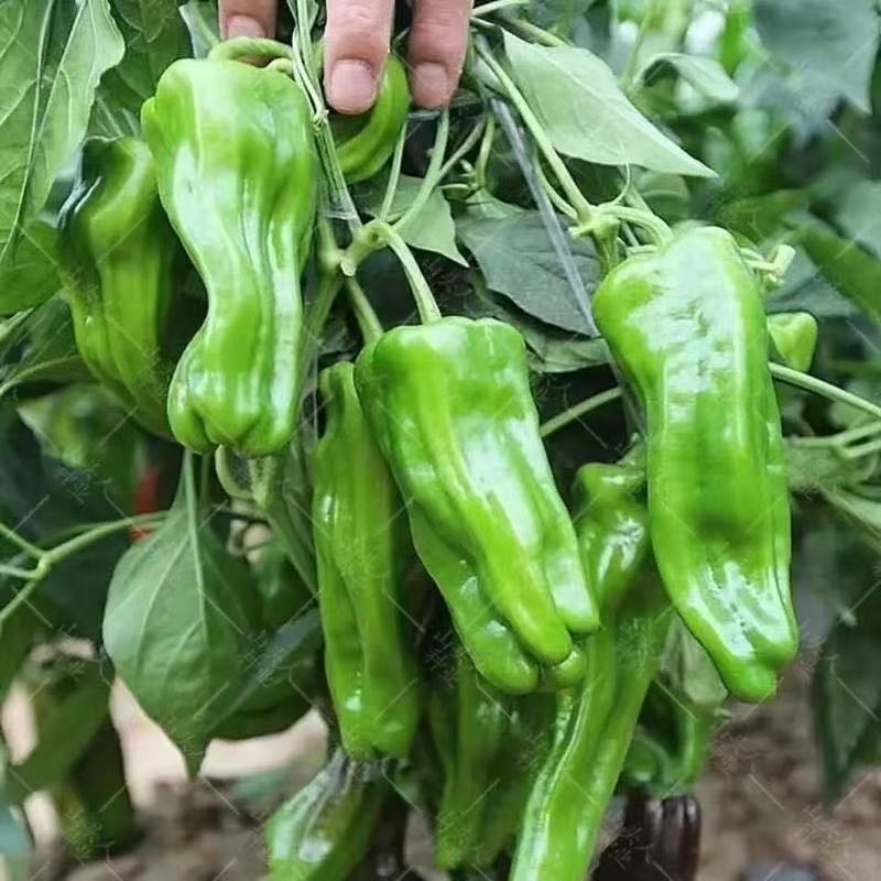 เมล็ดพันธุ์พริกชิชิโตะญี่ปุ่น 100 เมล็ด รสชาติหวานกรอบ ปลูกง่าย