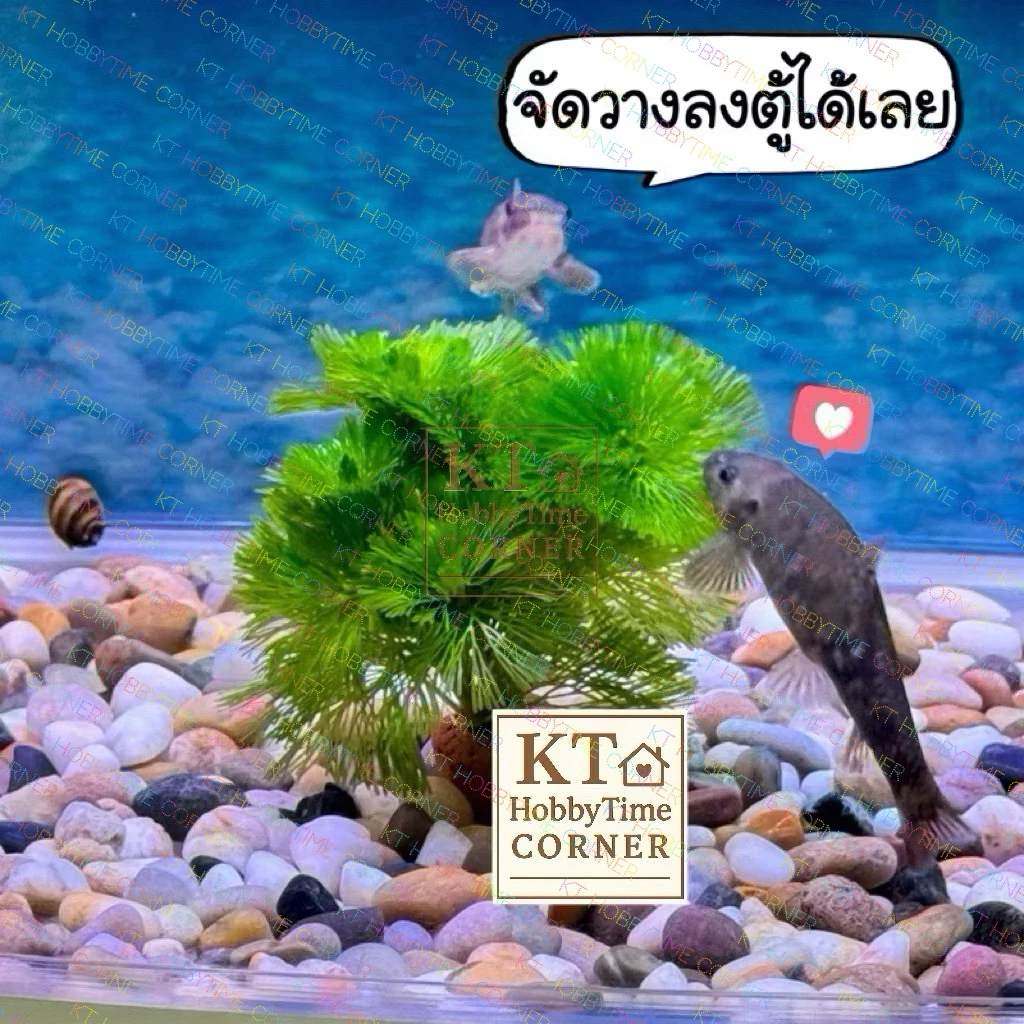 ต้นไม้น้ำ ต้นเล็ก ตกแต่งตู้ปลา โหลปลากัด เลี้ยงง่าย ไม่ต้องดูแลมาก thumbnail 5