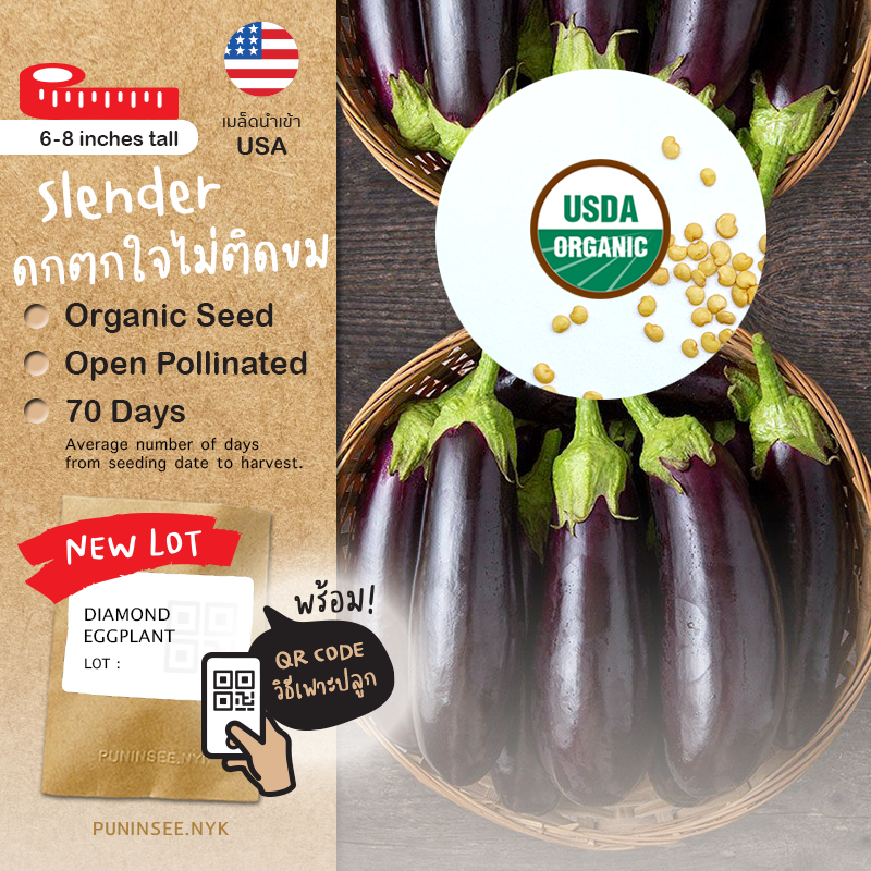เมล็ดผักนำเข้า มะเขือม่วง Daimond Eggplant (Organic Seed) ก้านเขียว ดก ให้ผลมาก ทรงยาว ปลูกง่าย