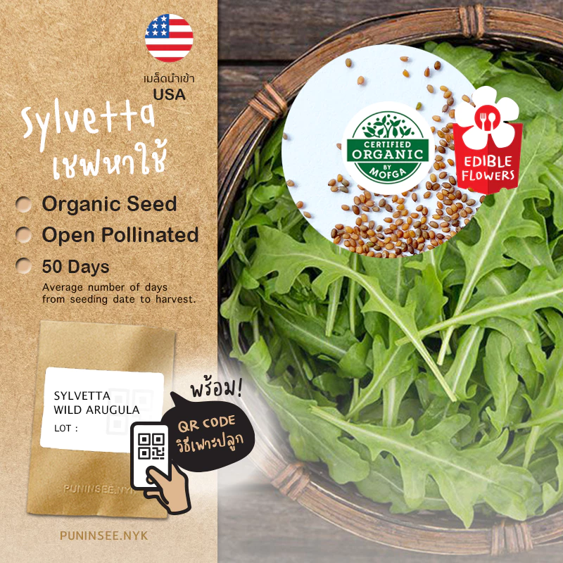 1แถม1 เมล็ดผักนำเข้า เมล็ดไวลด์ร็อกเก็ต อารูกูล่า Wild Arugula, Rocket (Organic Seed) รอคเก็ต Roquette ปันอินทรีย์