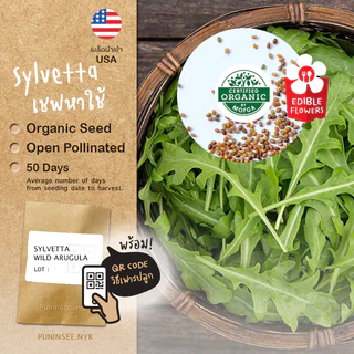 1แถม1 เมล็ดผักนำเข้า เมล็ดไวลด์ร็อกเก็ต อารูกูล่า Wild Arugula, Rocket (Organic Seed) รอคเก็ต Roquette ปันอินทรีย์