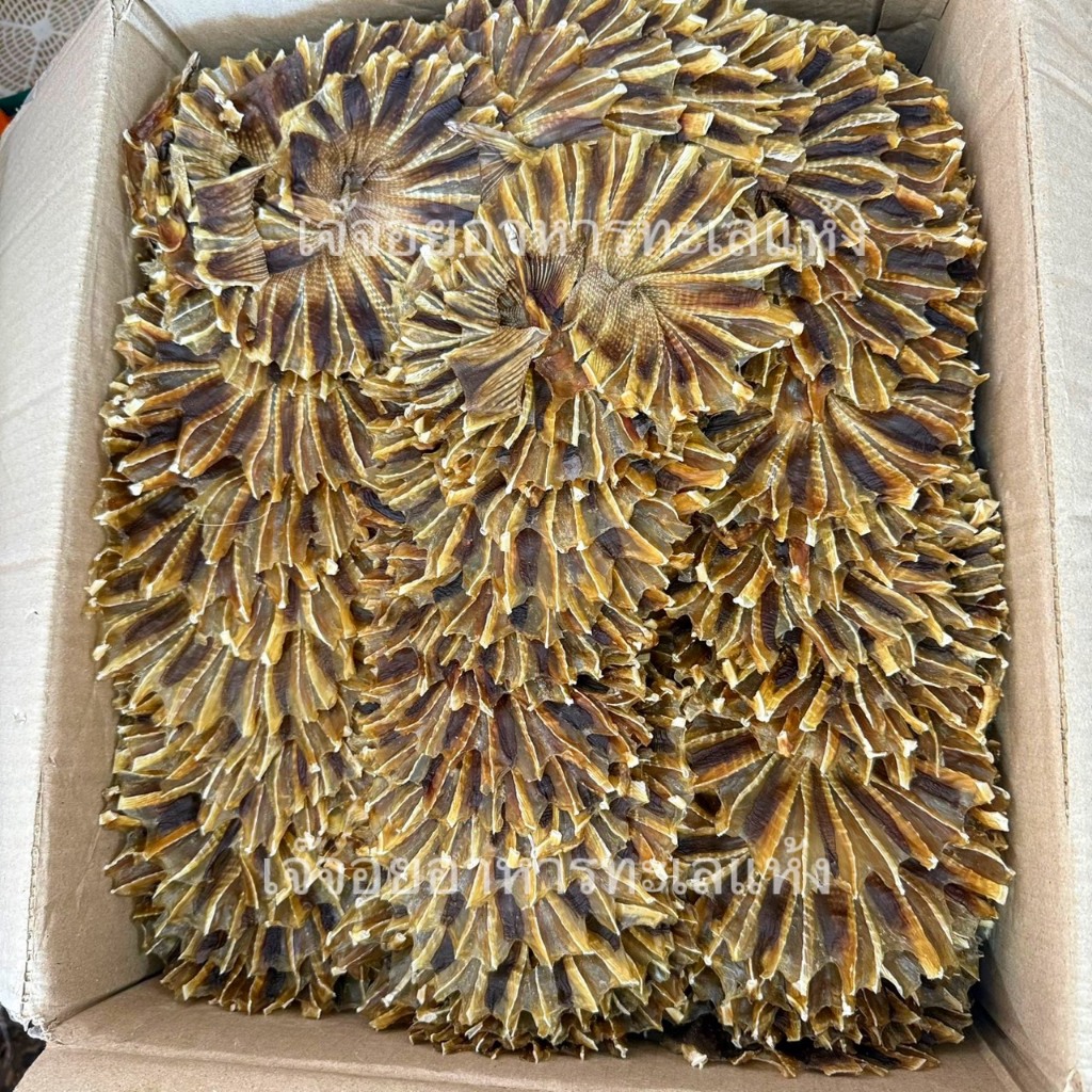 ปลากระเบนวงจืดตากแห้ง ไม่เค็ม ทอดกรอบอร่อย เนื้อแน่น รสชาติกลมกล่อม 250 กรัม 500 กรัม