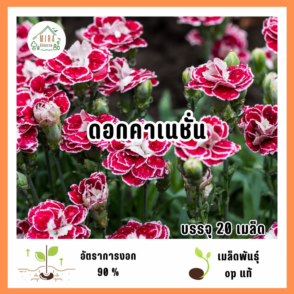 9 บาท เมล็ดพันธุ์ดอกคาเนชั่นคละสี บรรจุ20 เมล็ด ดอกสวย