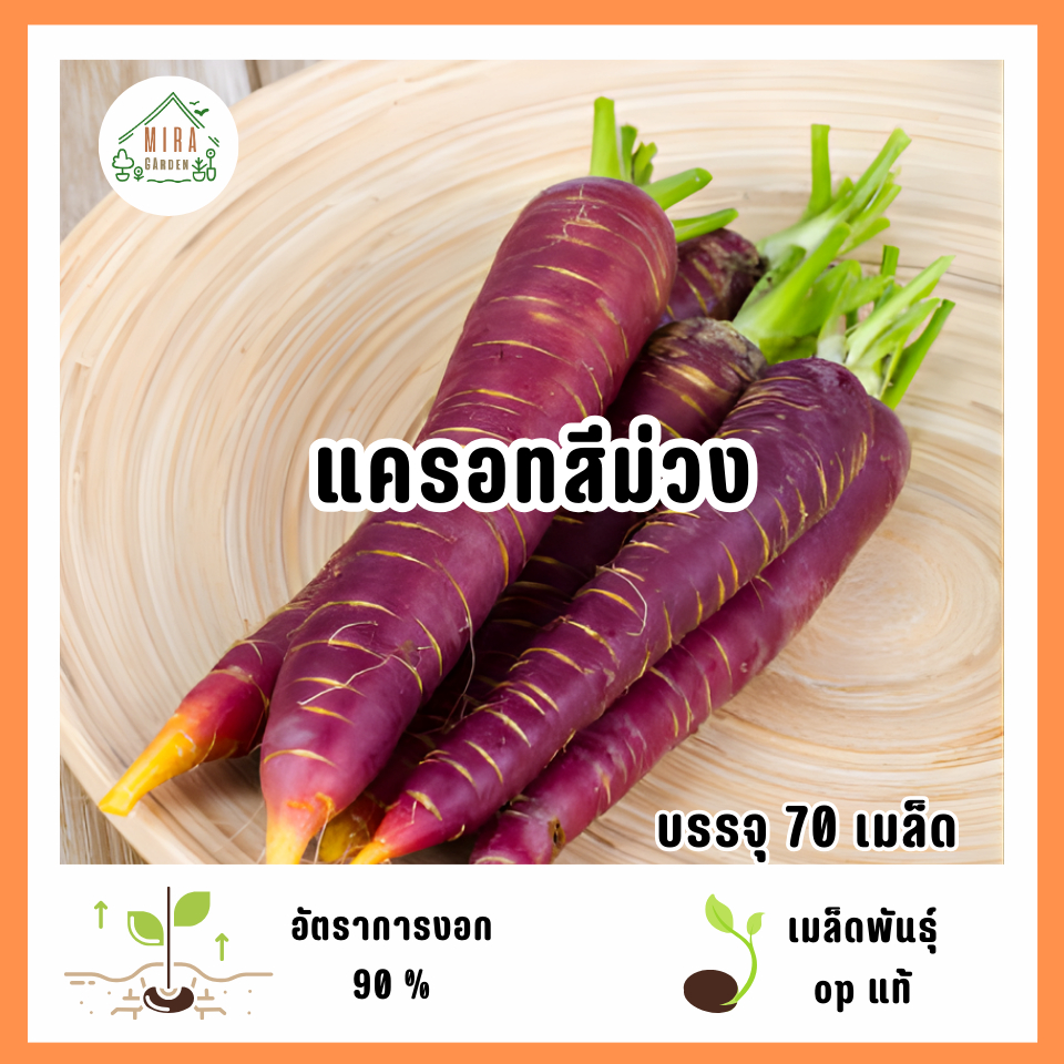 เมล็ดพันธุ์แครอทสีม่วง 70 เมล็ด