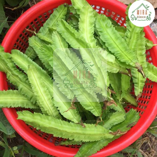 เมล็ดพันธุ์ถั่วพลู 10 เมล็ด