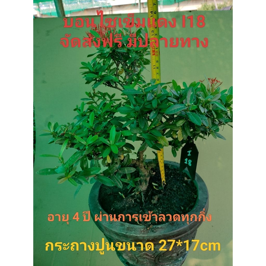 บอนไซเข็มแดง I18 (Ixora)