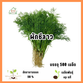 เมล็ดพันธุ์ผักชีลาว 500 เมล็ด