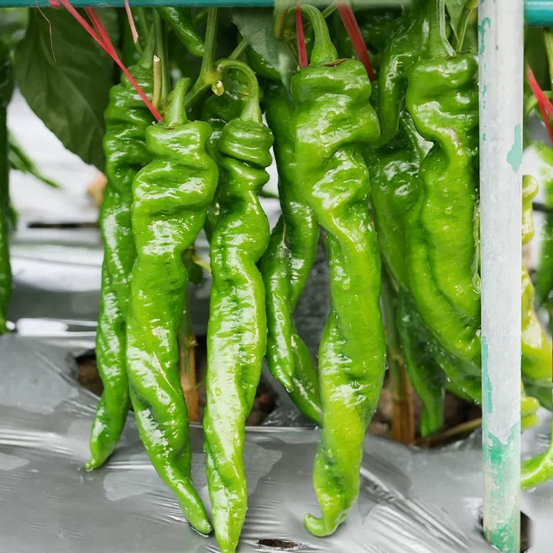 100 เมล็ด พริก เมล็ดพันธุ์ Screw Pepper Seeds Chilli Pepper Vegetable Seeds เมล็ดพันธุ์พริก เมล็ดพันธุ์ พริกใหญ่ยักษ์