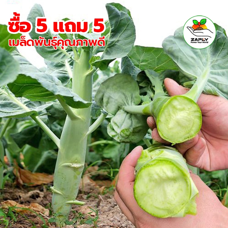 เมล็ดพันธุ์คะน้าเห็ดหอมฮ่องกง 400 เมล็ด ปลูกง่าย งอกไว เหมาะสำหรับทุกพื้นที่【ซื้อ 5 แถม 5 ฟรี】