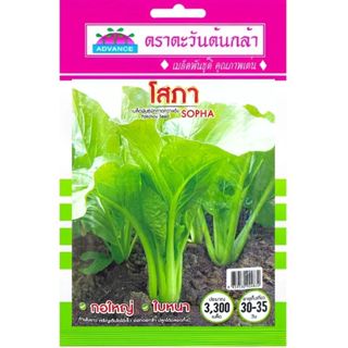 เมล็ดผักกาดกวางตุ้ง โสภา ตราตะวันต้นกล้า