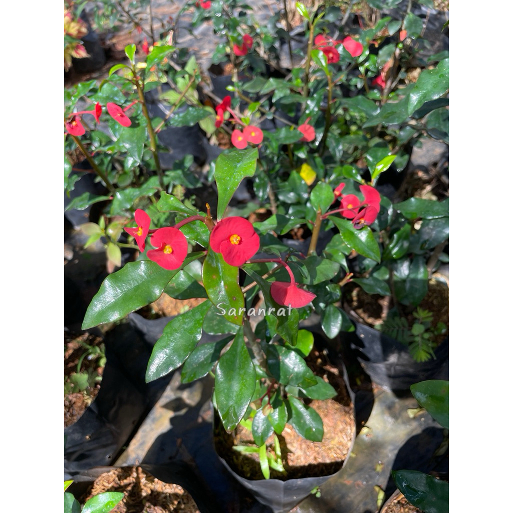 ต้นโป๊ยเซียนไร้หนาม (Euphorbia geroldii) ไม้มงคล