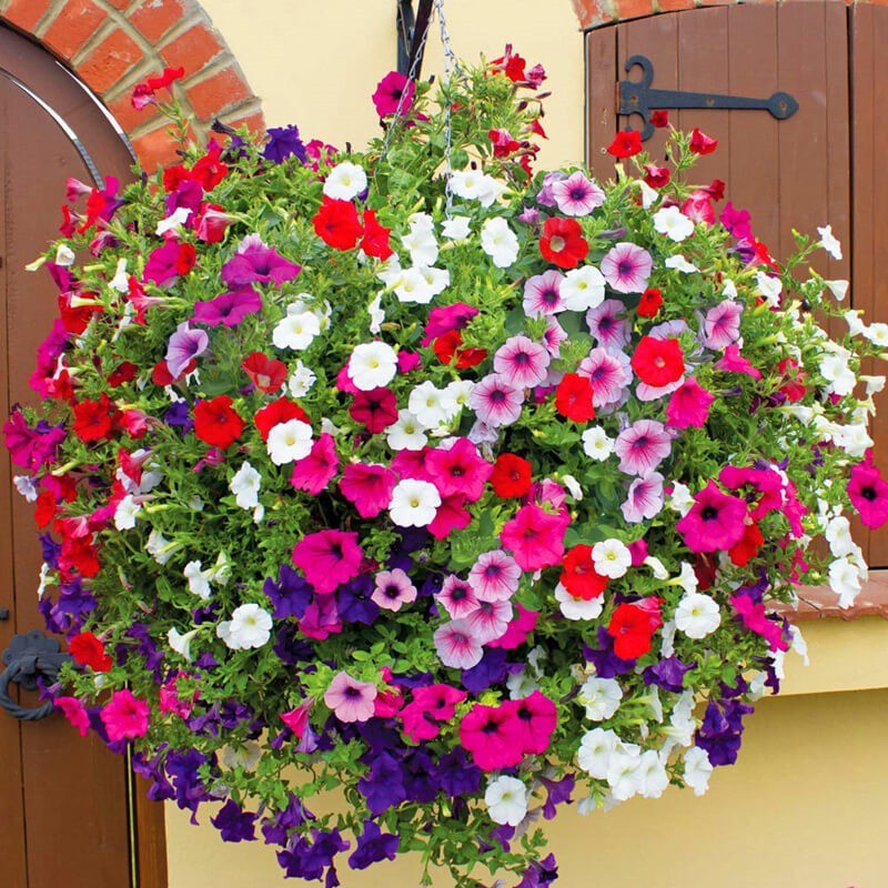 ปลูกง่าย เมล็ด พิทูเนีย (30เมล็ด/ซอง) Petunia Flower Seeds Petunia Seeds for Planting Hanging Flowering Plants Seeds