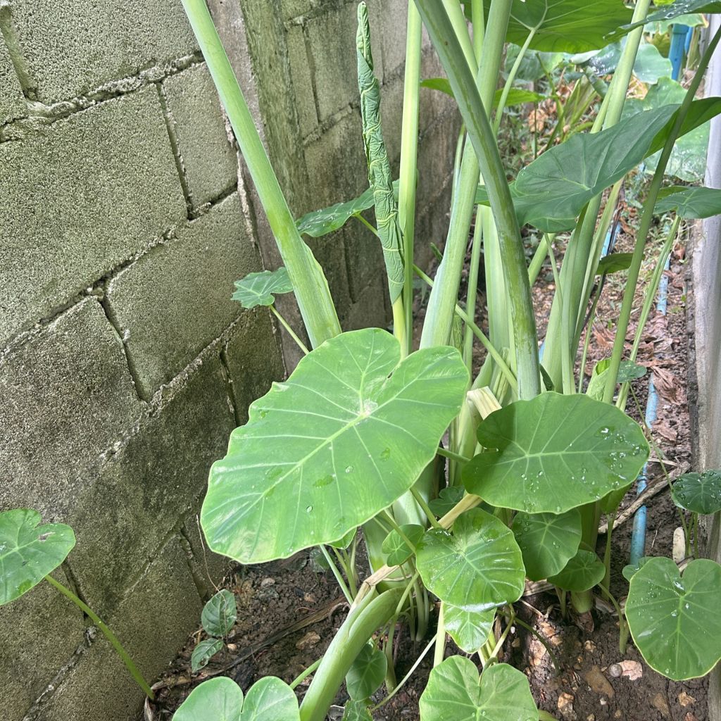 ต้นพันธ์ออดิบพร้อมปลูก39บาท