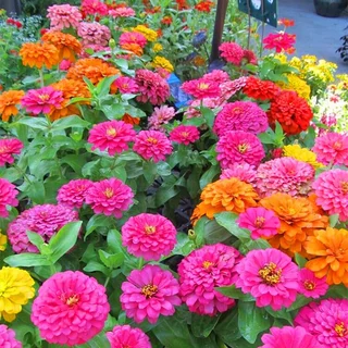 Zinnia Flower Seeds เมล็ดพันธุ์ดอกบานชื่น กลีบซ้อน คละสี 100เมล็ด Zinnia ต้นบานชื่นหลากสี