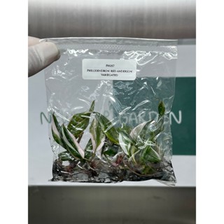 ไม้เนื้อเยื่อ: ฟิโลเดนดรอนเรดแอนเดอร์สัน: Philodendron Red A…