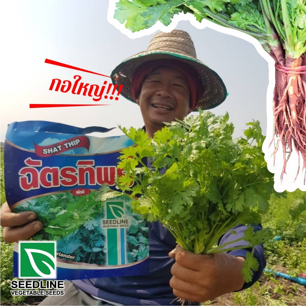 ผักชีฉัตรทิพย์ 300 กรัม กอใหญ่ น้ำหนักดี ใบหนา ออกดอกช้า รูปที่ 2