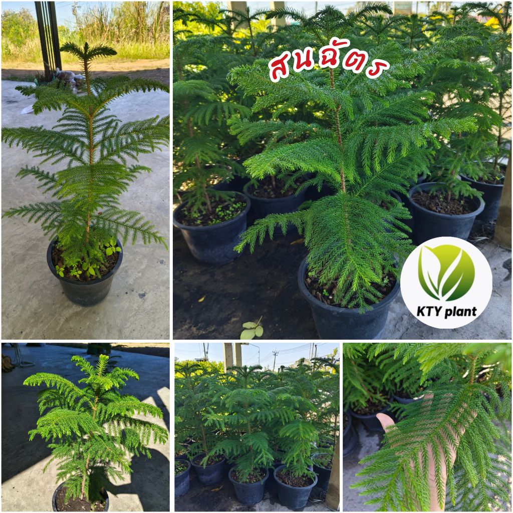 ต้นสนฉัตร ความสูง 70 ซม. สนฉัตรฮาวาย ต้นสน