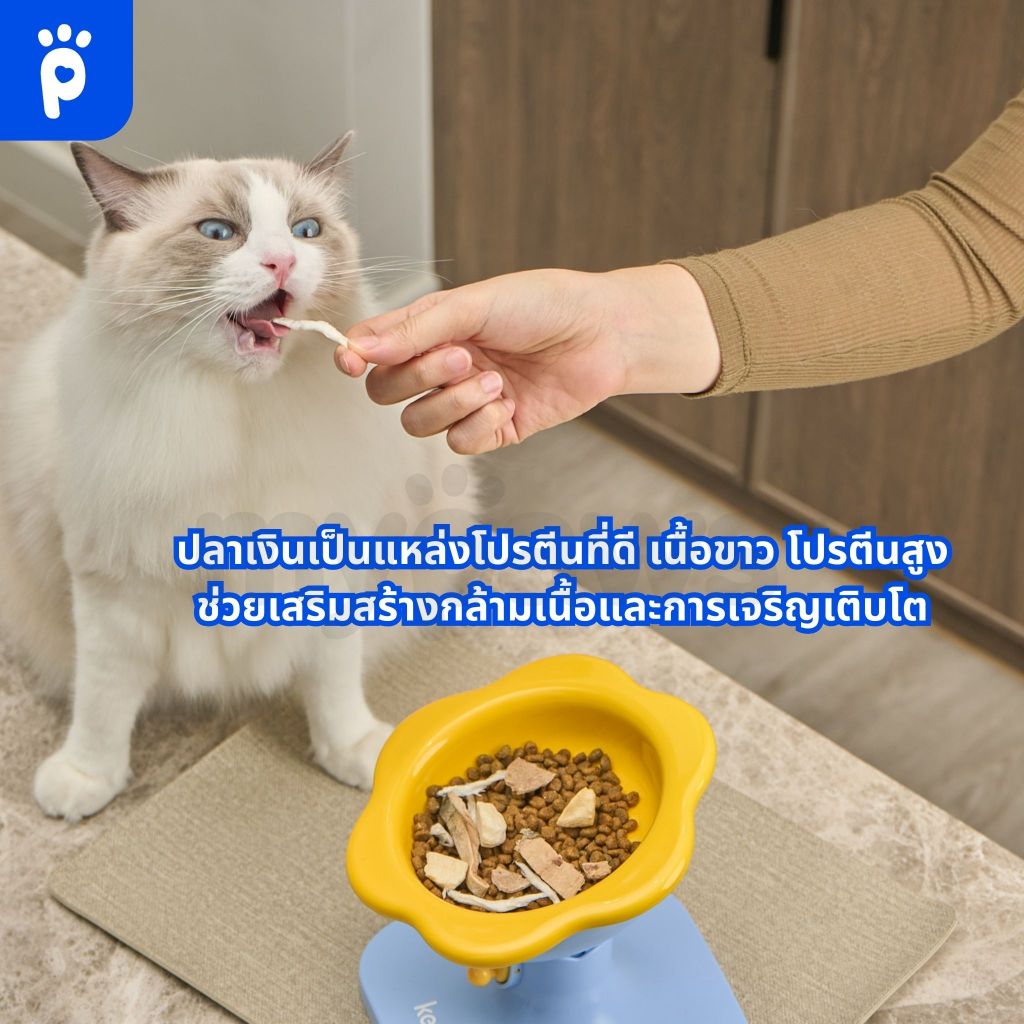 My Paws Freeze Dried ขนมแมว ปลาเงินฟรีซดราย 100% เนื้อสัตว์เต็มคำ ไม่ผสมธัญพืช ไม่เติมเกลือ มีเลขทะเบียนอาหารสัตว์ ราคา ถูกที่สุด ดีลบีเคเค แกลเลอรีภาพที่ 3